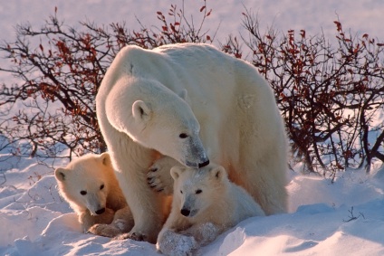 Mother polar bear and cubs